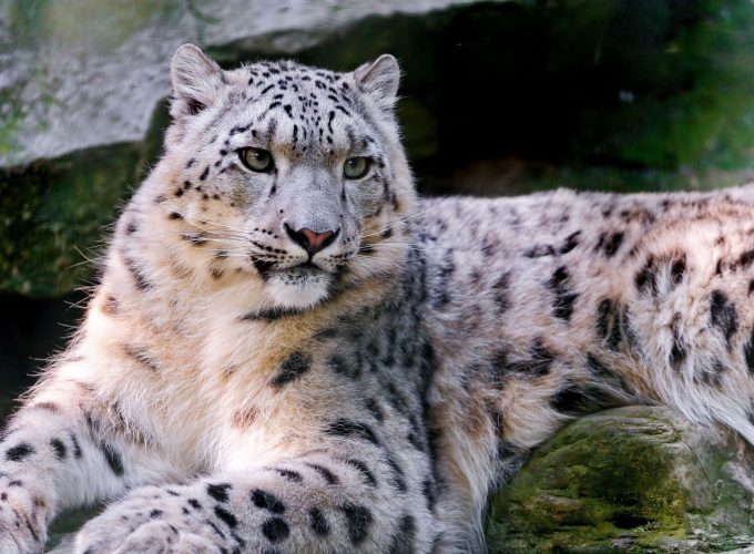 Wallpaper Snow leopard, wild, nature, eyes, Animals 6178814371